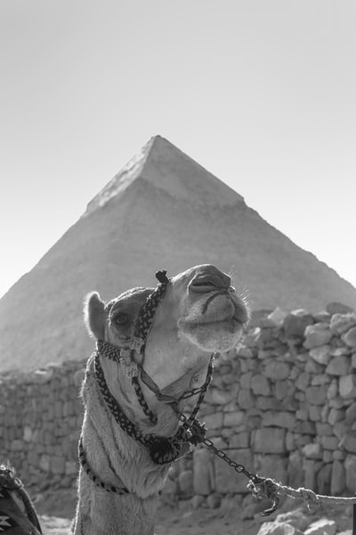 Before the pyramid camel gray images
